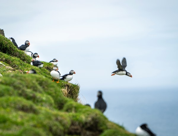 20 ember és egymillió madár szigete: ismerd meg Európa egyik legtávolabbi szegletét