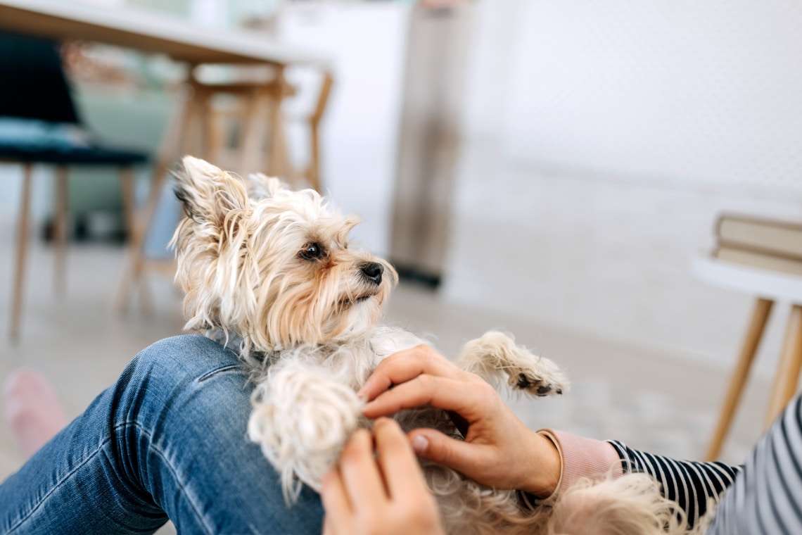 Ezek a legbújósabb kutyafajták