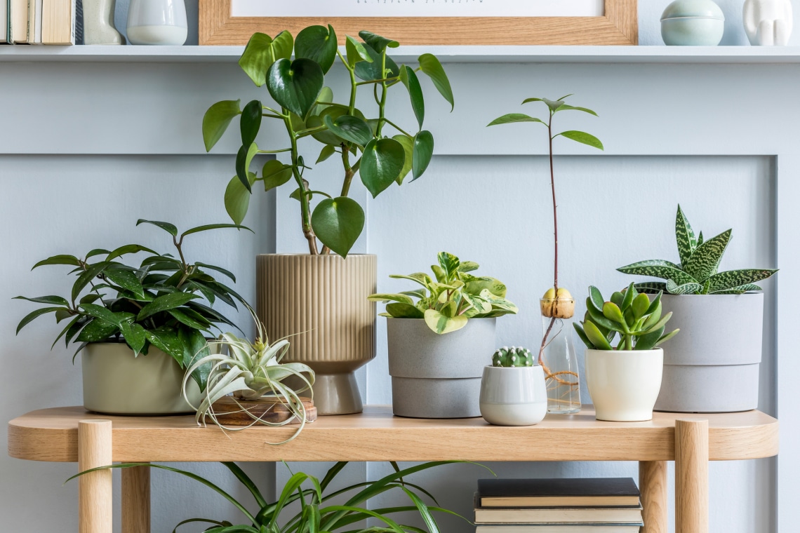 Feng shui növények, amik egyensúlyba hozzák az otthonod energiáját