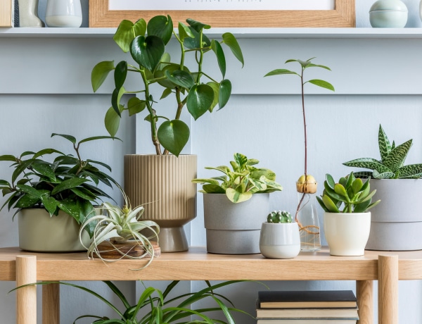 Feng shui növények, amik egyensúlyba hozzák az otthonod energiáját