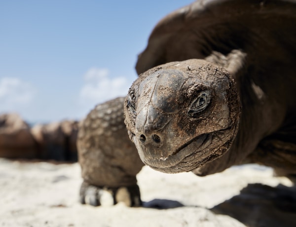 11 ezer évnél is tovább élt – a világ 10 leghosszabb élettartamú állata