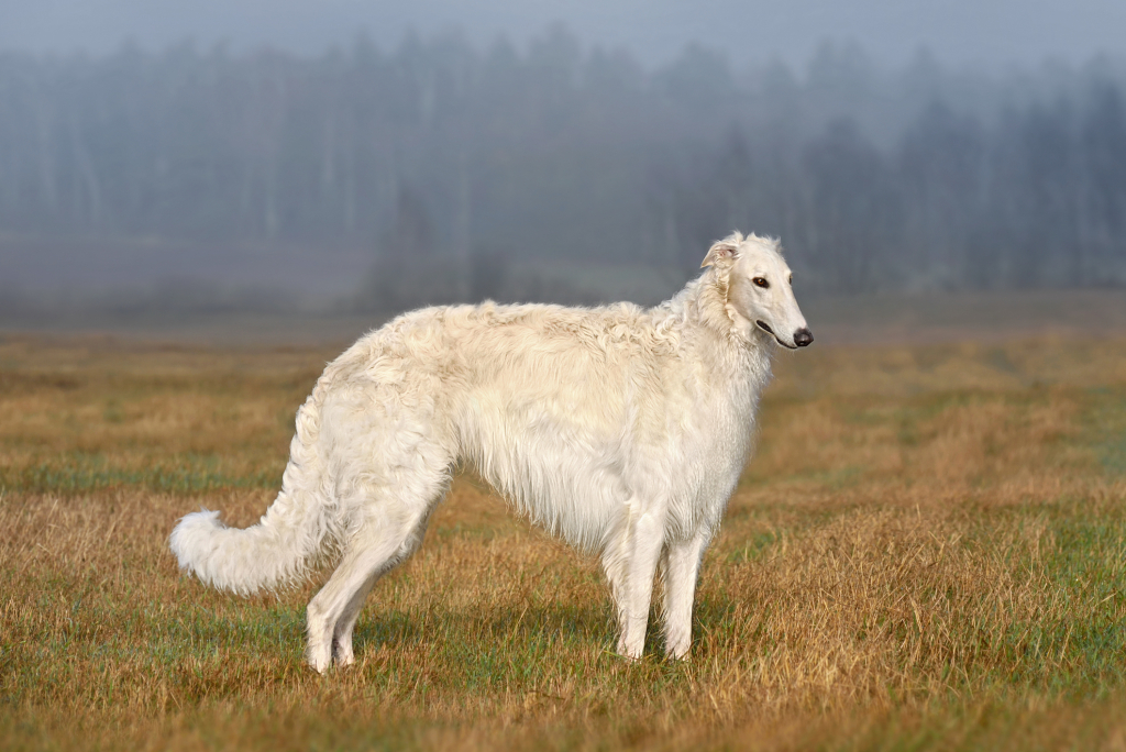 Borzoi