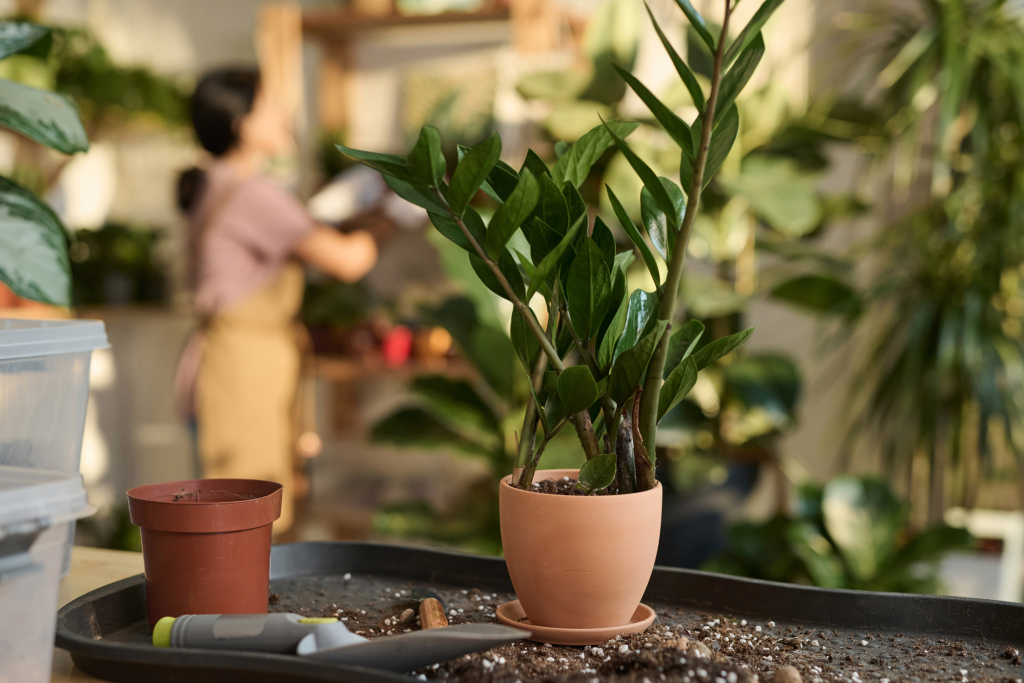 Agglegénypálma hajtásról nevelése