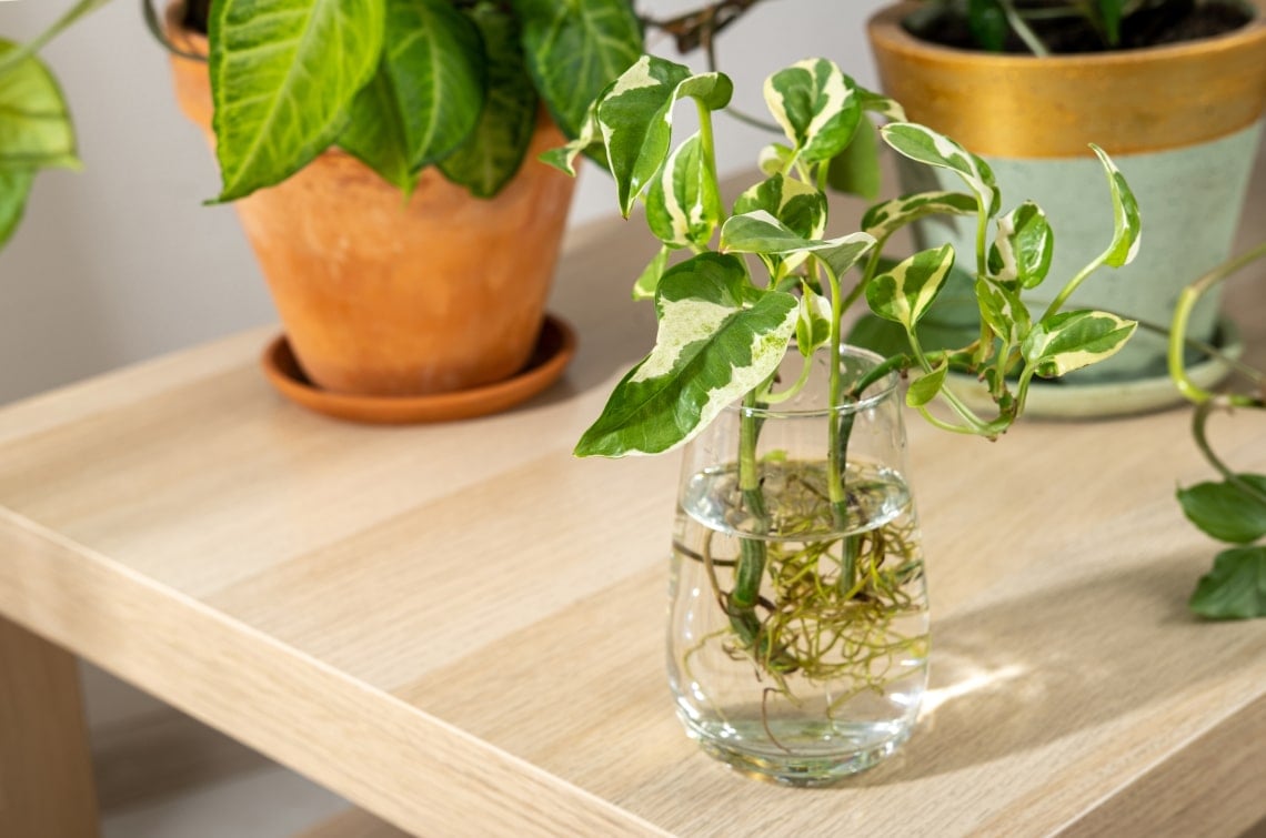 Ezt a 7 szobanövényt szuperkönnyű dugványozással szaporítani