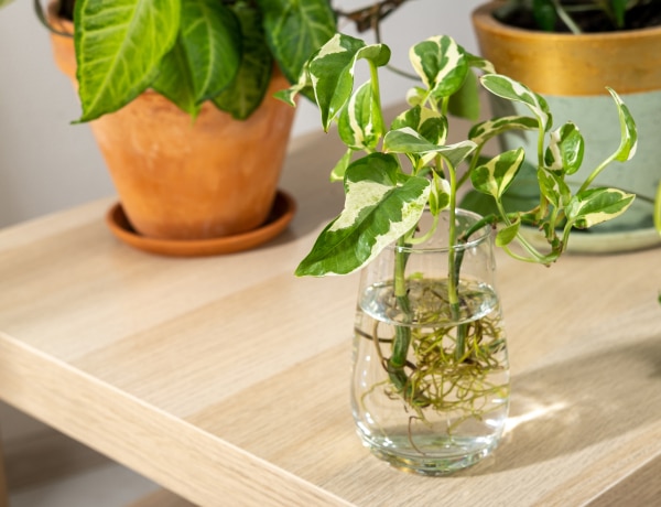 Ezt a 7 szobanövényt szuperkönnyű dugványozással szaporítani