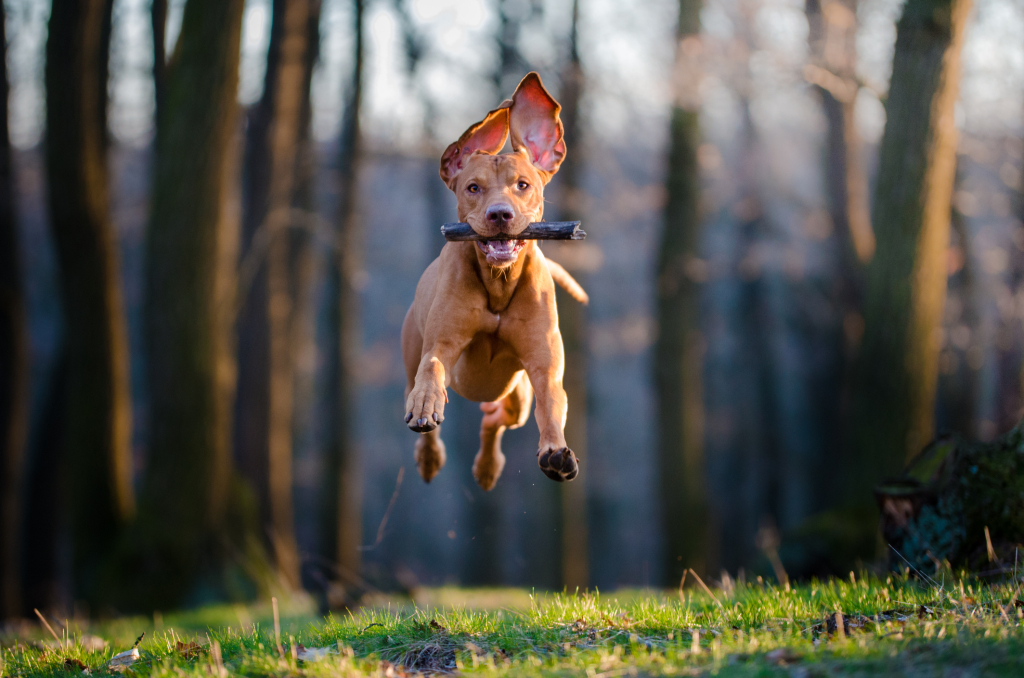 Vizsla