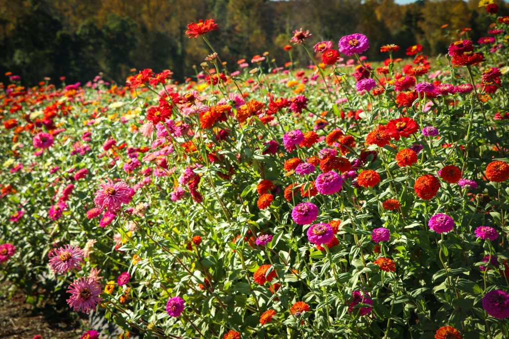 Zinnia