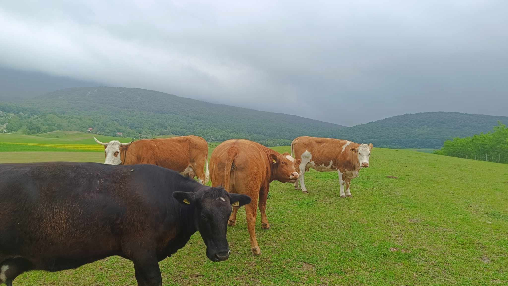 Apis-Farm: a mennyei tejtermékeket készítő családi gazdálkodás