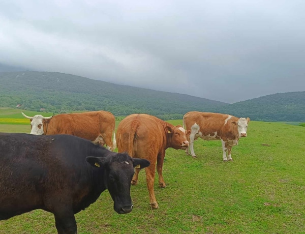 Apis-Farm: a mennyei tejtermékeket készítő családi gazdálkodás