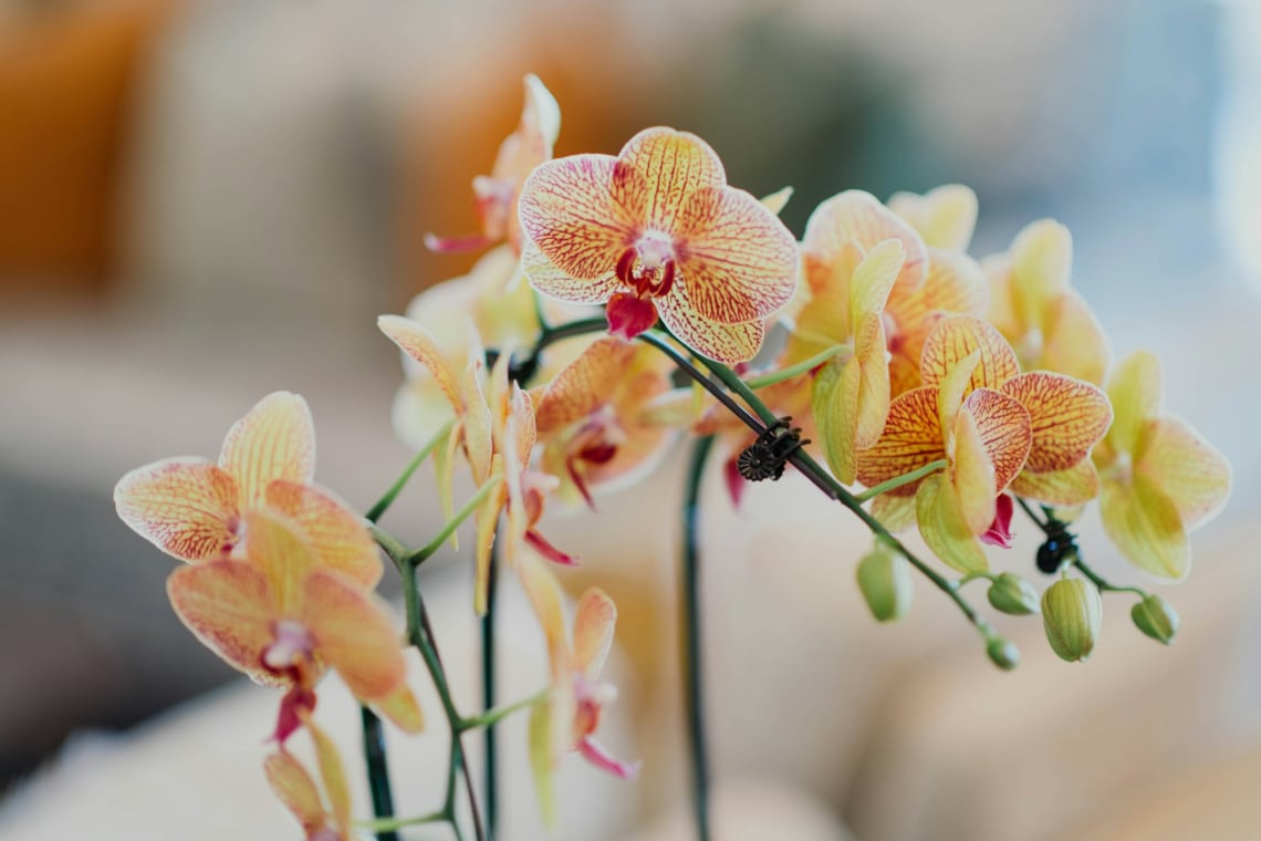 7 apró lépés, amitől az orchideád végre tényleg virágba borul