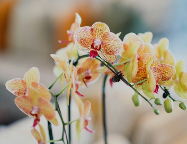 7 apró lépés, amitől az orchideád végre tényleg virágba borul