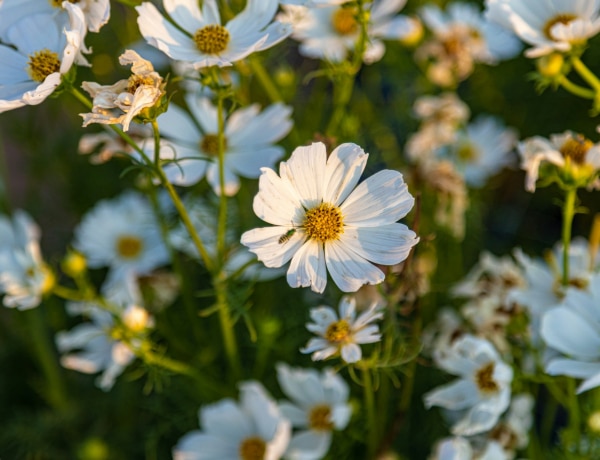 8 gyönyörű különleges fehér virág, ami a kertedet ékesítheti idén