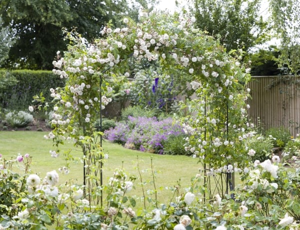 A 8 leggyönyörűbb kúszónövény a rácsodhoz, kerítésedhez és pergoládhoz