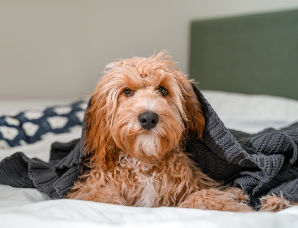 Saját kutyája jelezte a rákot negatív szűrés után – megmentette a nő életét!