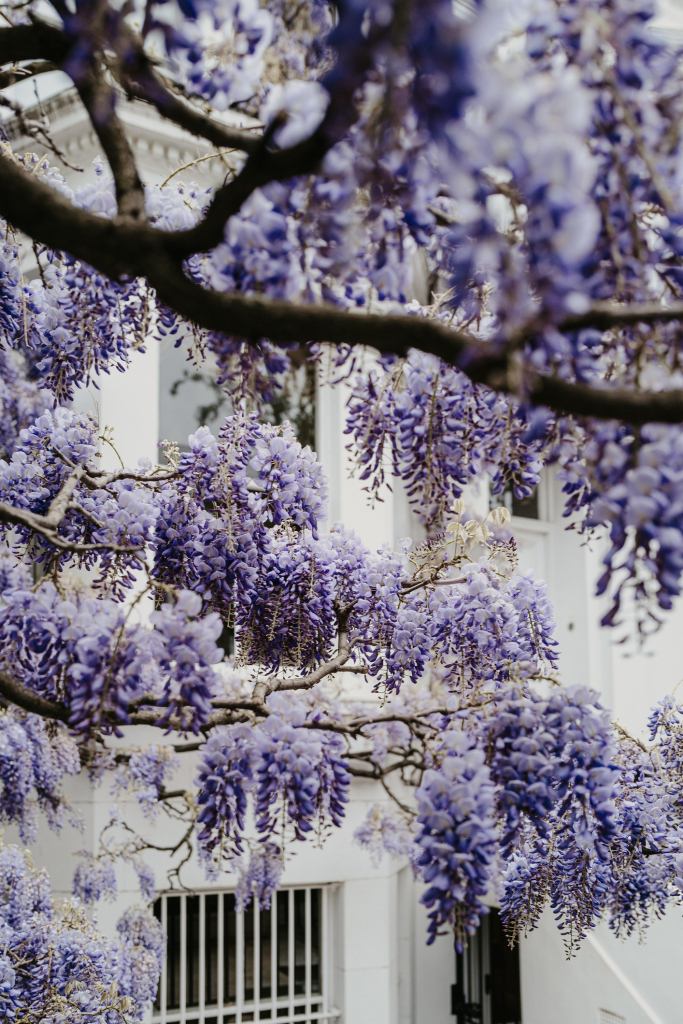 A legszebb kúszónövények