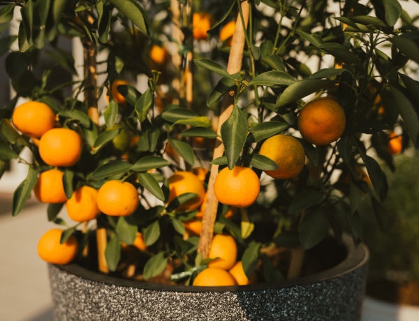Törpe gyümölcsfák, amiket akár dézsában is nevelhetsz