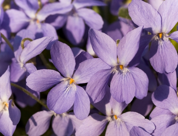 Ezért annyira áldásos hatású gyógynövény az ibolya