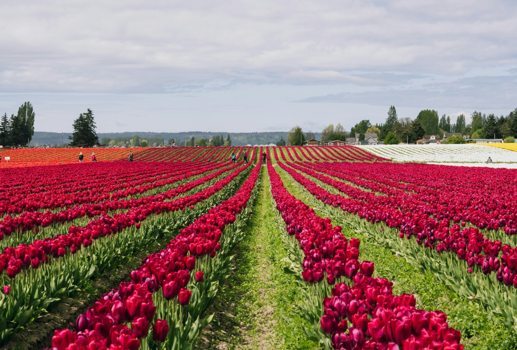 Tulipánvirágzás Magyarországon – 6 hely, ahol tulipánmezőben gyönyörködhetsz
