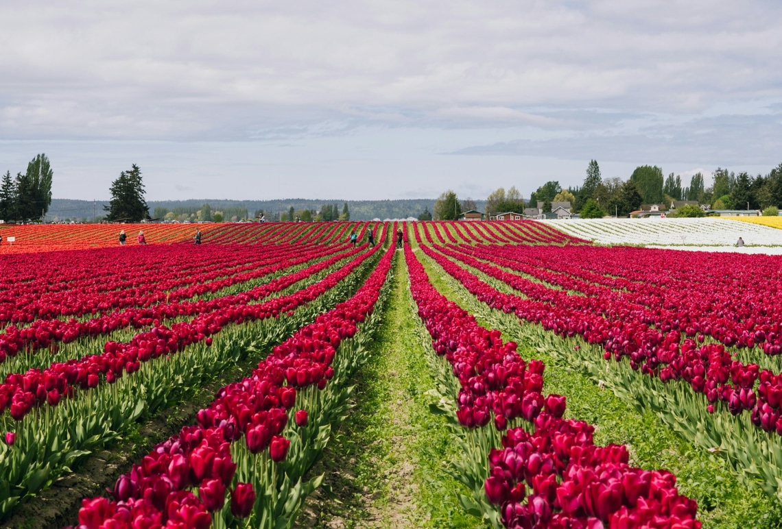 Tulipánvirágzás Magyarországon – 6 hely, ahol tulipánmezőben gyönyörködhetsz