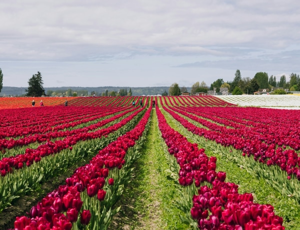 Tulipánvirágzás Magyarországon – 6 hely, ahol tulipánmezőben gyönyörködhetsz