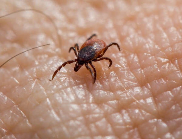 Megdöbbentő következménye lehet a kullancscsípésnek: különös allergiát okozhat