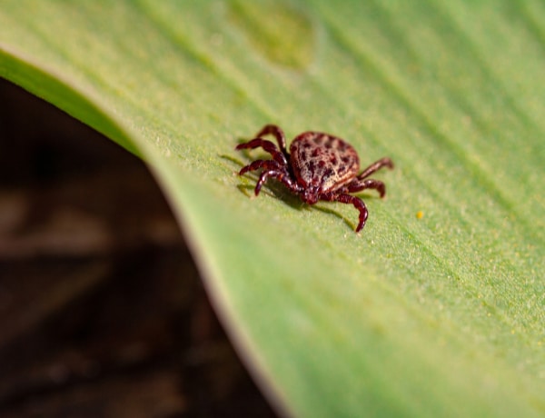 Vegetáriánus étrendre kell váltanod, ha megcsíp egy ilyen kullancs