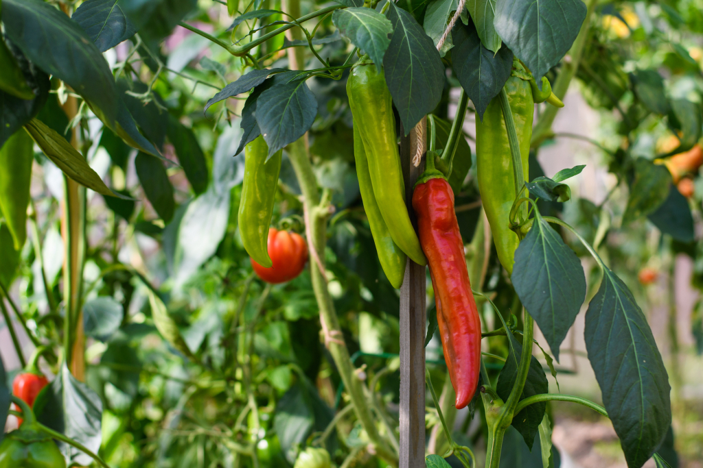 Ezt a 7 zöldséget ültesd a paprika mellé – duplán jól jársz velük