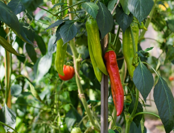 Ezt a 7 zöldséget ültesd a paprika mellé – duplán jól jársz velük