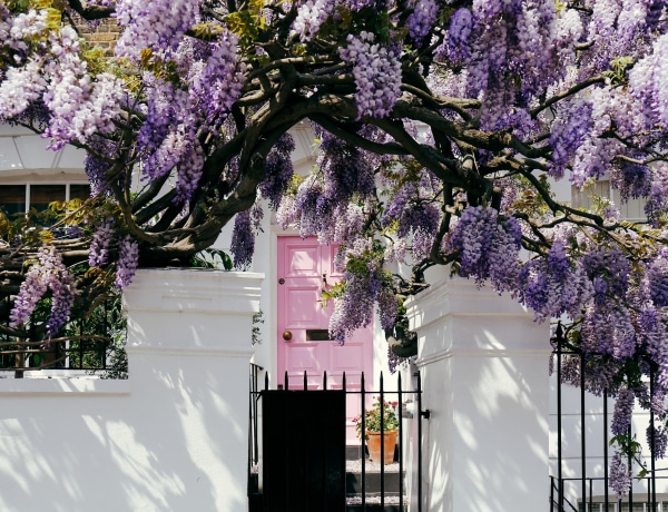 Gyorsan növő fák, amik virágba borítják a kertedet
