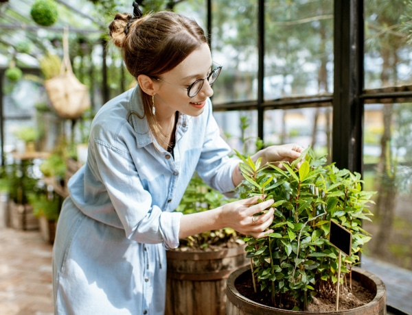 7 meglepő dolog, amire használhatod a babérlevelet
