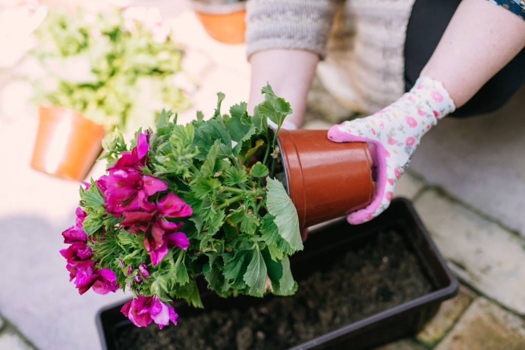 Töltőanyagok kaspókba