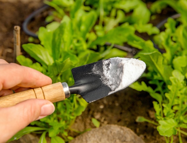 Szódabikarbóna a kertben: 6 dolog, amire felhasználhatod