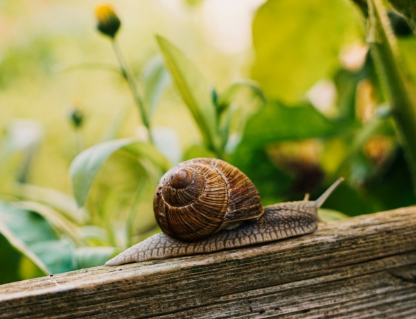 Tele van csigával a kerted? A sörcsapda, a rézszalag és a tojáshéj is segít
