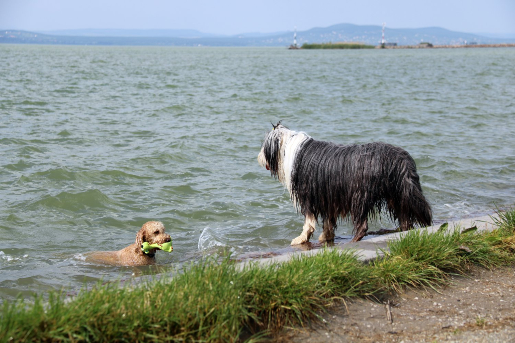 Fonyódi kutyás strand