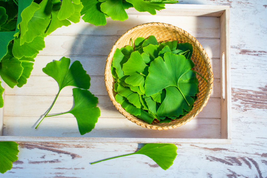 Gingko biloba
