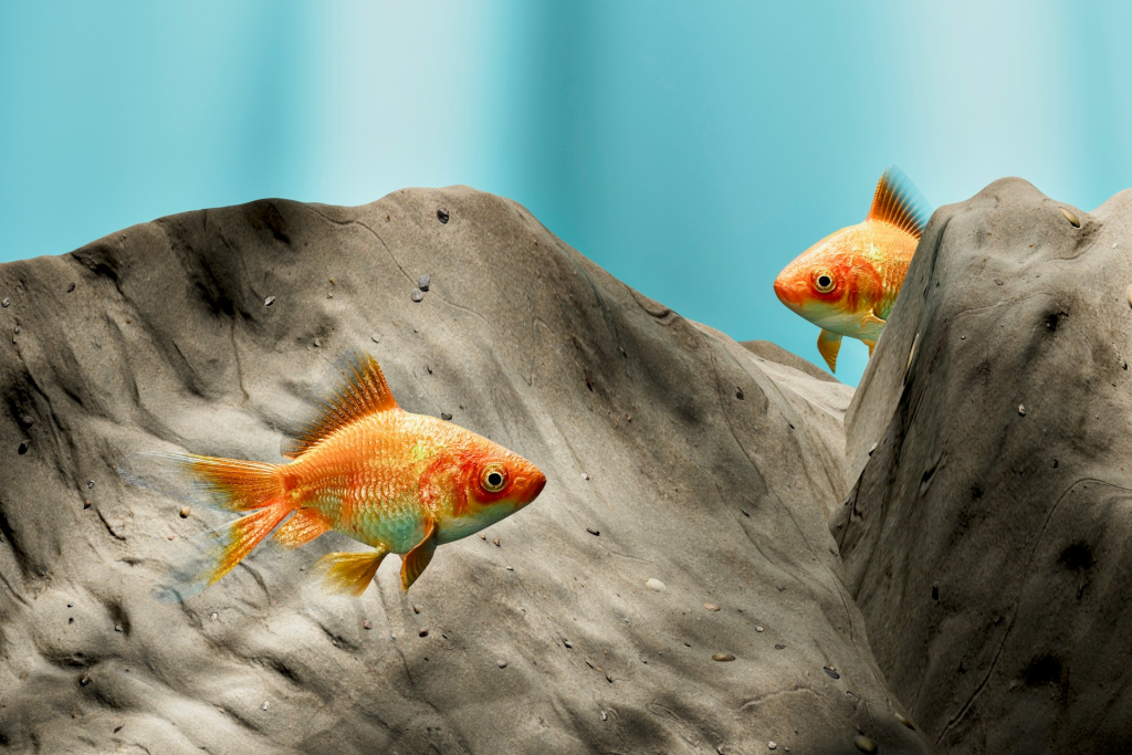 Einstein feladványa