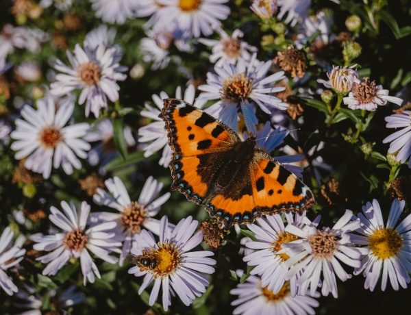 12 növény, amely a kertedbe vonzza a lepkéket