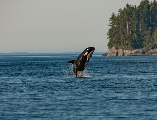 „Az autóbalesetek 99 százaléka nem halálos” 10 halálosnak hitt dolog, ami valójában nem az