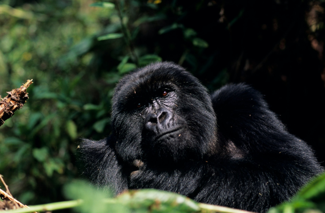 Az emberi evolúció jövője: Darwini elmélet mai szemmel