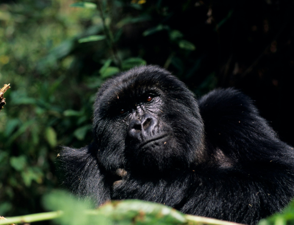 Az emberi evolúció jövője: Darwini elmélet mai szemmel
