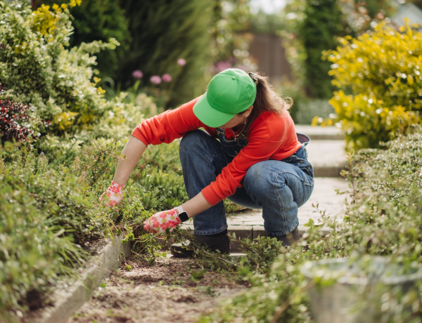 A fehér here javítja a talaj termékenységét – 5 gyomnövény, ami valójában hasznos