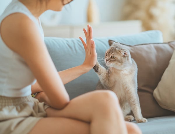 Van egy módszer, amivel sokkal engedelmesebb lesz a cicád