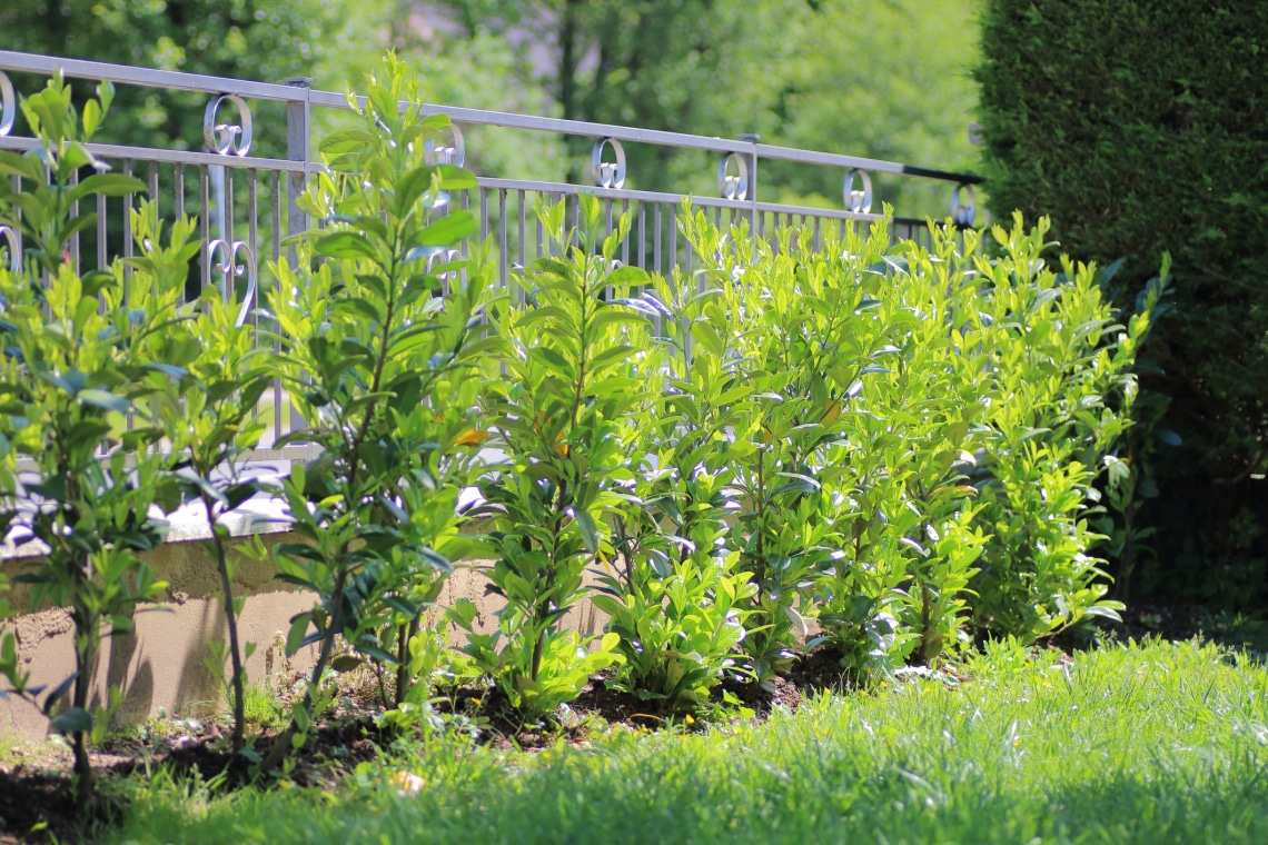 Lőttek a tujáknak: ezeket az örökzöldeket ültesd helyettük
