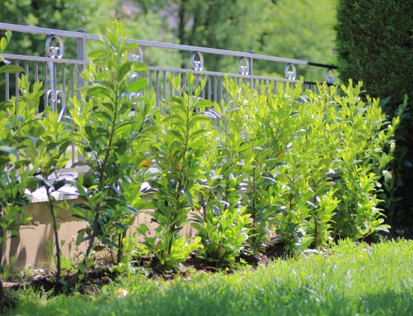 Lőttek a tujáknak: ezeket az örökzöldeket ültesd helyettük