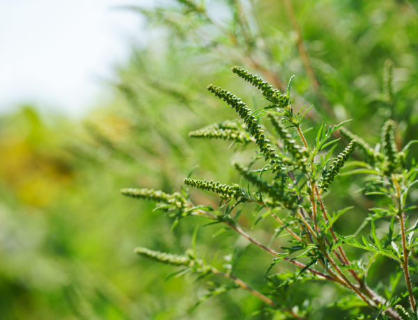 Parlagfűpollen támadás augusztus végén: kezdődnek a tünetek, készülj fel!