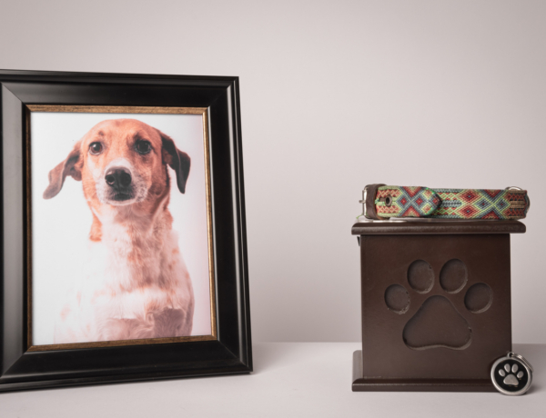 „Mi lesz a kiskutyánkkal, ha átsétál a szivárványhídon?” Fontos előre beszélni róla