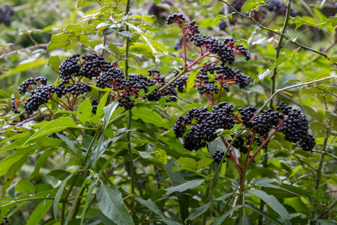Augusztusban szüretelheted a bogyós bodzát! Így készíts bodzaszörpöt otthon