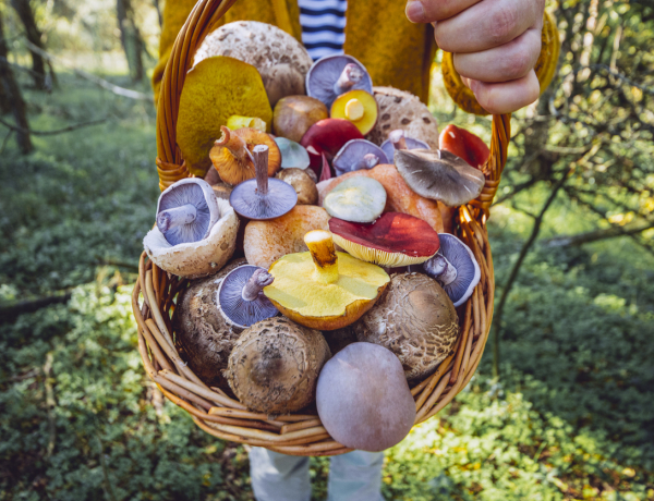 5 ínycsiklandó gombás recept, ami kiváltja a húst