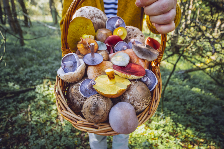 5 ínycsiklandó gombás recept, ami kiváltja a húst