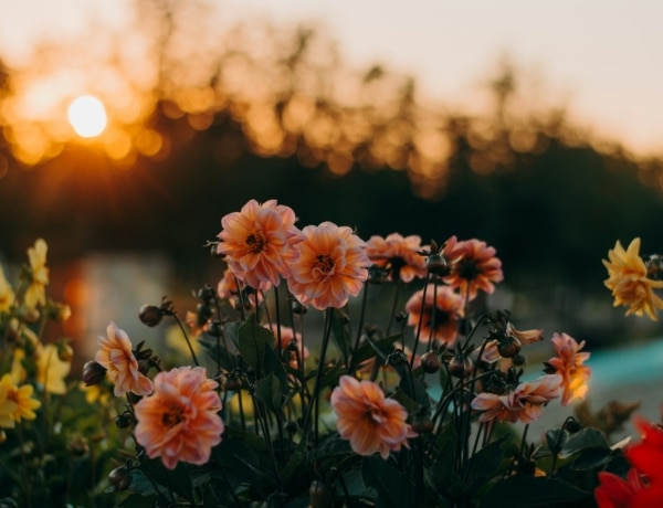 Augusztus 19. névnapok: Huba, Bernát, Emília, János – Mit tudunk a személyiségükről?